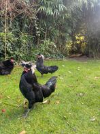 Dringend, plek gezocht voor 2 hollands kuifhoen haantjes, Dieren en Toebehoren, Pluimvee, Mannelijk, Kip