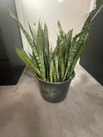 Sanseveria stekken, Ophalen, Zo goed als nieuw