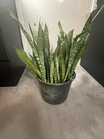 Sanseveria stekken beschikbaar voor biedingen