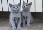 Gezocht: 2 kittens Blauwe Rus, Dieren en Toebehoren, Katten en Kittens | Raskatten | Korthaar, Meerdere dieren