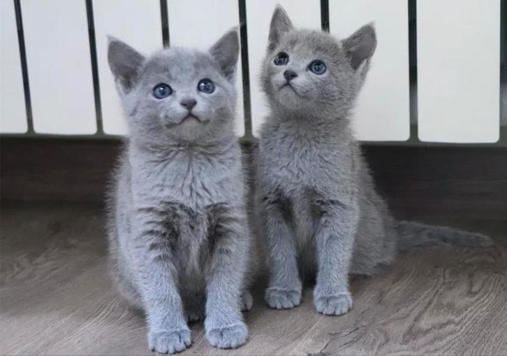 Gezocht: 2 kittens Blauwe Rus, Dieren en Toebehoren, Katten en Kittens | Raskatten | Korthaar, Meerdere dieren