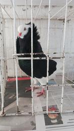 O h capucijnen zwart gemoningt, Dieren en Toebehoren, Vogels | Duiven, Meerdere dieren, Overige soorten