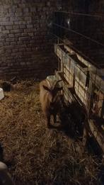 Geiten bok, Mannelijk, Geit, 0 tot 2 jaar