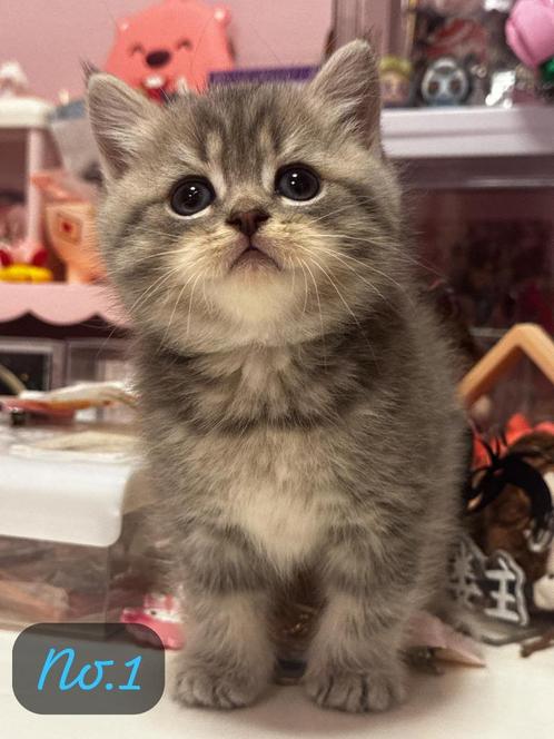 Super schattige britsh shorthair kittens, Dieren en Toebehoren, Katten en Kittens | Raskatten | Korthaar, Meerdere dieren, 0 tot 2 jaar