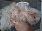 TK 2 supermooie lunkarya beertjes, Dieren en Toebehoren, Cavia, Mannelijk, Mei, Tam