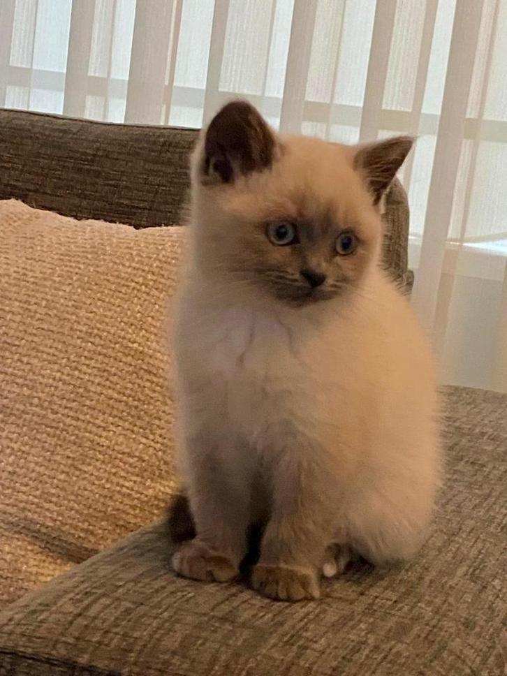 Britse Korthaar Blue Point Kitten, Dieren en Toebehoren, Katten en Kittens | Raskatten | Langhaar, Meerdere dieren, Ontwormd