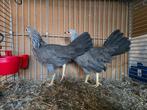 Twentse hoen krielkippen Zilverpatrijs., Meerdere dieren, Kip