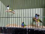 Gouldamadine, Dieren en Toebehoren, Vogels | Overige Vogels, Meerdere dieren, Tropenvogel
