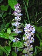 groenblijvend tuinplanten ajuga paarsblauw in potjes, Ophalen of Verzenden, Vaste plant, Bodembedekkers, Halfschaduw