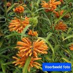 Leonotis Leonurus/Leeuwenoor/Wild dagga  vlinderplant, Overige soorten, Volle zon, Vaste plant, Ophalen of Verzenden