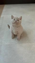 Britse Korthaar kittens lilac 1 katertje beschikbaar, Dieren en Toebehoren, Meerdere dieren, Ontwormd, 0 tot 2 jaar