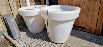 bloem holland pot beschikbaar voor biedingen