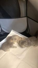 Scottish fold kittens ✨britsh kortehaar, Dieren en Toebehoren, Katten en Kittens | Overige Katten, Kater, Kortharig, 0 tot 2 jaar