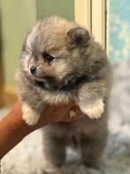 Toy pomeriaan - reu - Wolf Sable - stamboom & EU‑paspoort, Dieren en Toebehoren, Honden | Poolhonden, Keeshonden en Oertypen, Particulier