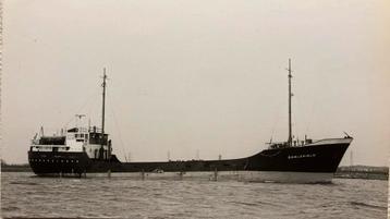 EARLSFIELD 1952 geb. Bodewes Martenshoek beschikbaar voor biedingen