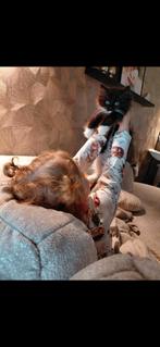 Solid ragdoll, Dieren en Toebehoren, Kater