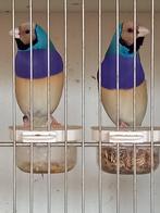 Gouldamadine, Meerdere dieren, Tropenvogel, Geringd