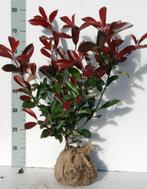 Glansmispel Photinia, Ophalen of Verzenden, Overige soorten, Struik, Minder dan 100 cm