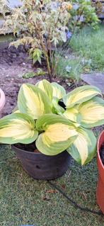 Hosta, Ophalen of Verzenden