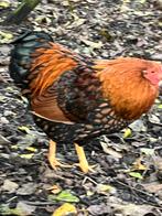 Wyandotte haan kriel, Dieren en Toebehoren, Pluimvee