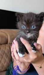 Kittens, Dieren en Toebehoren, Katten en Kittens | Overige Katten