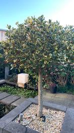 Ilex op stam, Ophalen, Bolboom, 100 tot 250 cm