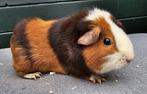 US teddy cavia zeugjes, Dieren en Toebehoren, Knaagdieren, Cavia, Augustus, Vrouwelijk, Tam