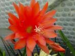 epiphyllum cactus gold lachs gewortelde stekken, Minder dan 100 cm, Bloeiende kamerplant, Halfschaduw, Ophalen of Verzenden