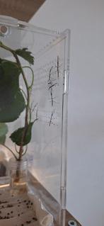 Nimfen wandelende takken, Dieren en Toebehoren, Insecten en Spinnen, Wandelende tak