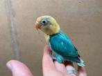 Agapornis fischeri Turquoise pop split ino, Dieren en Toebehoren, Vrouwelijk, Dwergpapegaai of Agapornis, Geringd