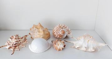 Schelpen 6 stuks beschikbaar voor biedingen