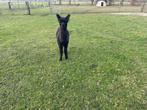 Alpaca hengst, Dieren en Toebehoren, Overige Dieren, Juni, Mannelijk
