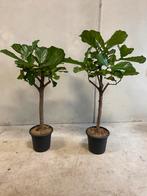 Ficus Lyrata op stam (Tabaksplant) 150cm hoog, Ficus, Ophalen of Verzenden