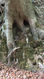 Gezocht kabouterpoppetjes voor in het bos, Ophalen