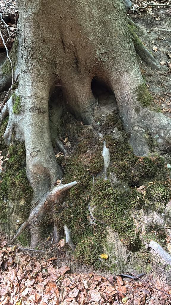 Gezocht kabouterpoppetjes voor in het bos, Verzamelen, Speelgoed, Ophalen
