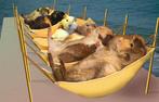 Kleinschalige cavia opvang en herplaatsing, Cavia, Januari, Meerdere dieren, Tam