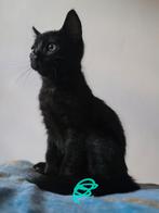 Kittens, Dieren en Toebehoren, Poes, Kortharig, 0 tot 2 jaar