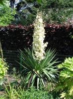 Yucca, Palmlelie, Tuin en Terras, Planten | Tuinplanten, Volle zon, Vaste plant, Zomer, Ophalen