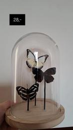 Vlinders is stolp, Ophalen of Verzenden, Nieuw, Insect, Opgezet dier