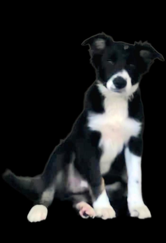 Mooie driekleur Border collie pup reutje met stamboom., Dieren en Toebehoren, Honden | Herdershonden en Veedrijvers, Reu, Collie