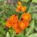Zaden oranje havikskruid (Pilosella aurantiaca), Ophalen of Verzenden, Voorjaar, Volle zon, Zaad