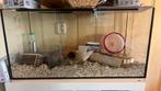 Hamsterhok aquarium terrarium, Dieren en Toebehoren, Ophalen, Zo goed als nieuw, Hok, Minder dan 60 cm