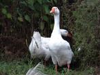 Boeren witte ganzen | Deskundig advies, Dieren en Toebehoren, Pluimvee, Meerdere dieren, Gans of Zwaan
