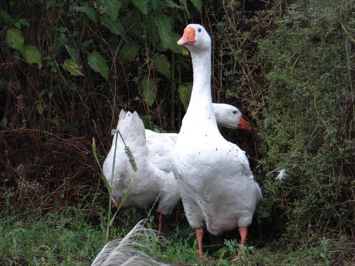 Boeren witte ganzen | Deskundig advies, Dieren en Toebehoren, Pluimvee, Gans of Zwaan, Meerdere dieren