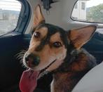 HzH-LUNITA, is op zoek naar thuis voor altijd!, Dieren en Toebehoren, Particulier, 1 tot 2 jaar, Buitenland, Teef