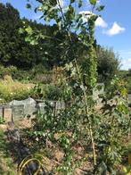 Populieren boomjes, Tuin en Terras, Planten | Bomen, Ophalen, Volle zon, Overige soorten