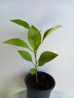 Sinaasappelplant C, Ophalen, Fruitplant, Halfschaduw, In pot