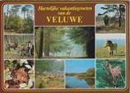 De veluwe ansichtkaart ( a698 ) gelopen, Ophalen of Verzenden, Voor 1920, Gelopen, Gelderland