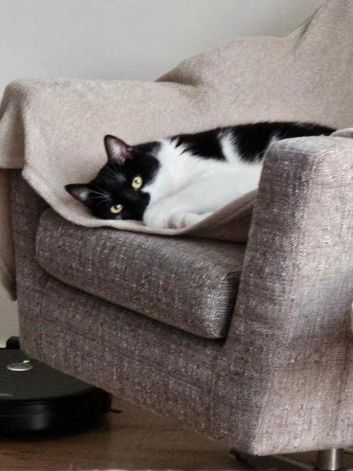 Huisje gezocht voor lieve kater, Dieren en Toebehoren, Katten en Kittens | Overige Katten, Kater