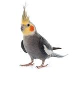 Gratis valksparkiet, Dieren en Toebehoren, Vogels | Parkieten en Papegaaien, Mannelijk, Parkiet